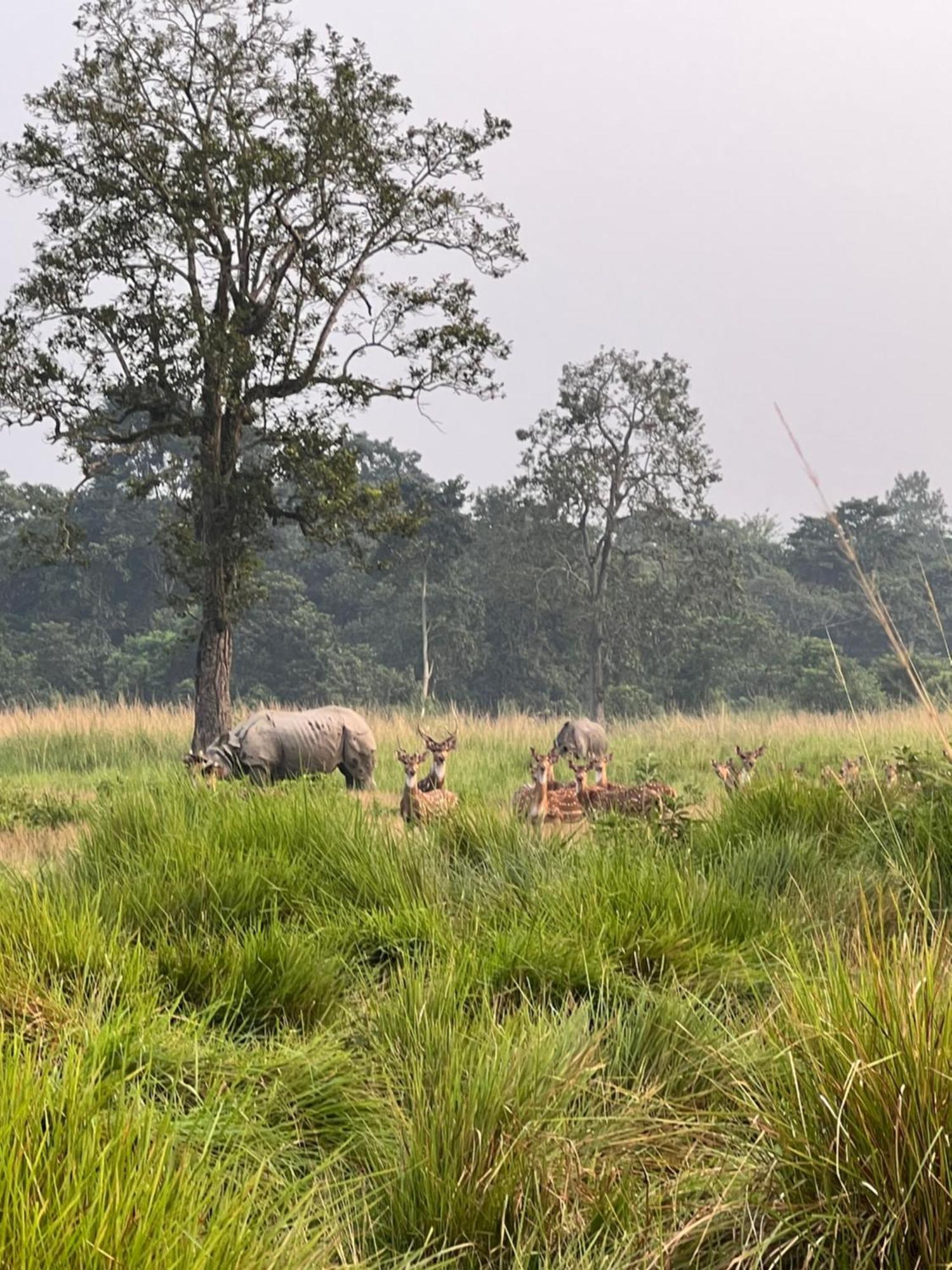 Hotel Chitwan Park Village Sauraha Exterior foto